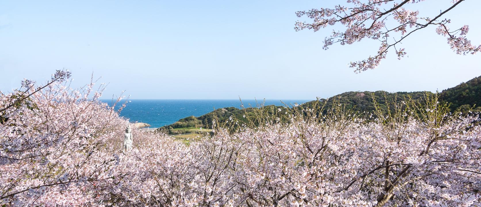 おススメ！壱岐の桜・お花見スポット