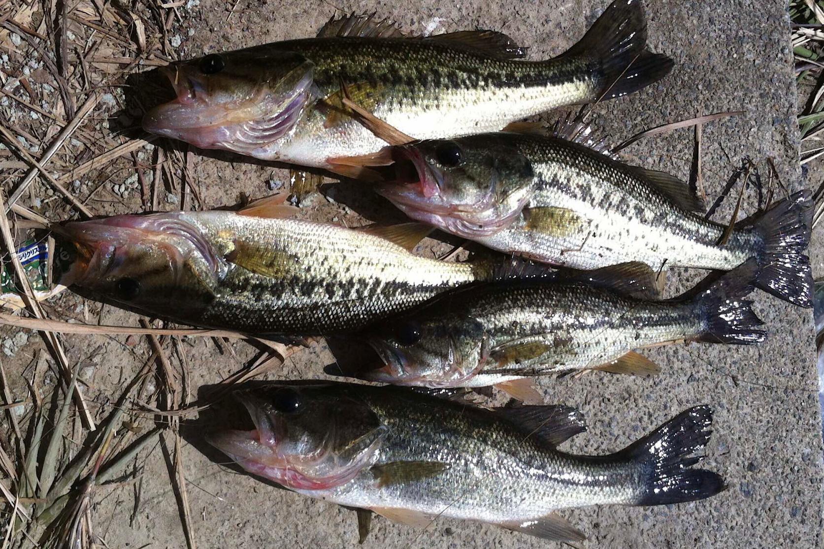 壱岐の海でますます釣り好きに-1