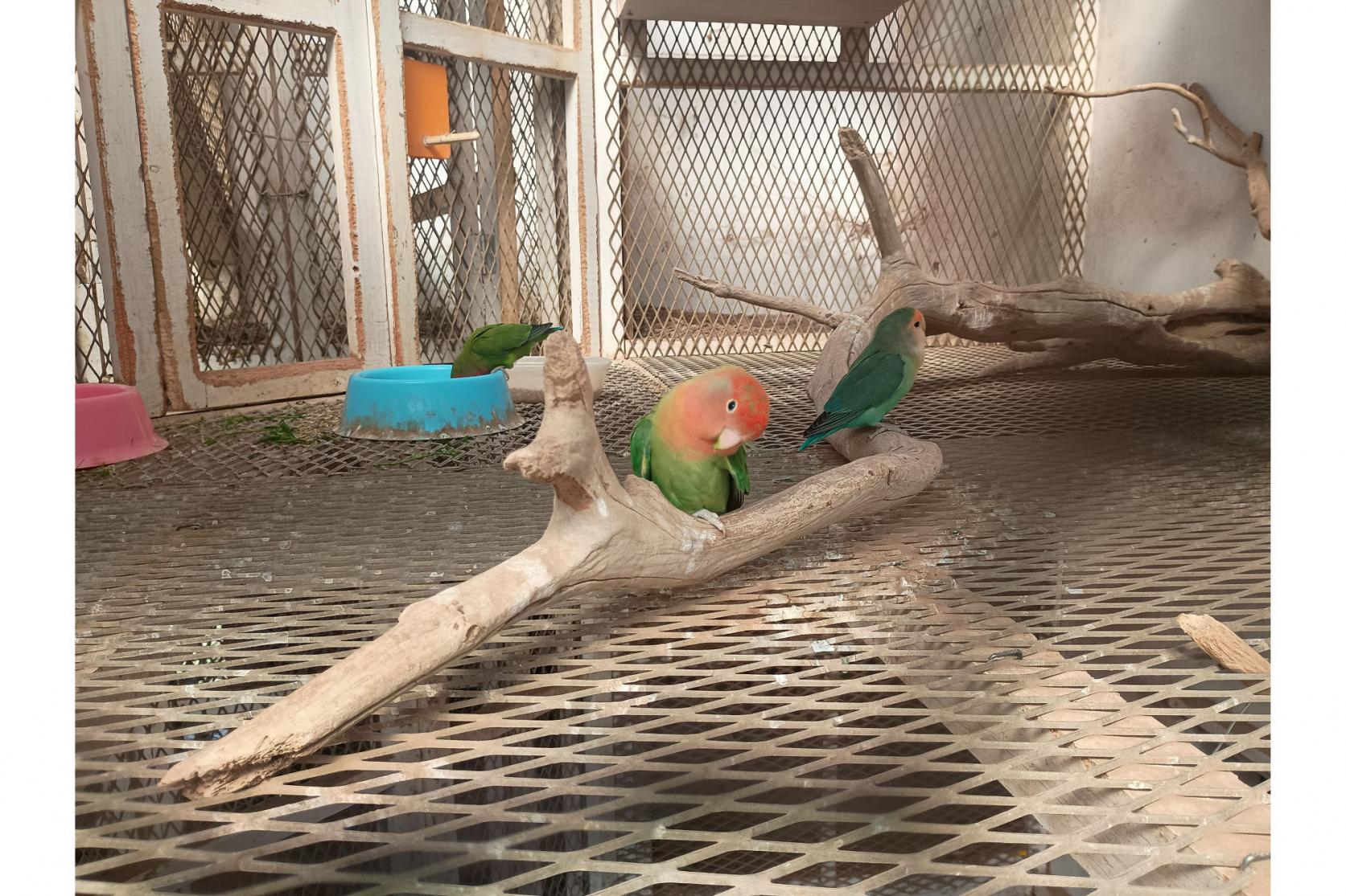 動物にも触れあえる。見たことない珍しい鳥も…-4