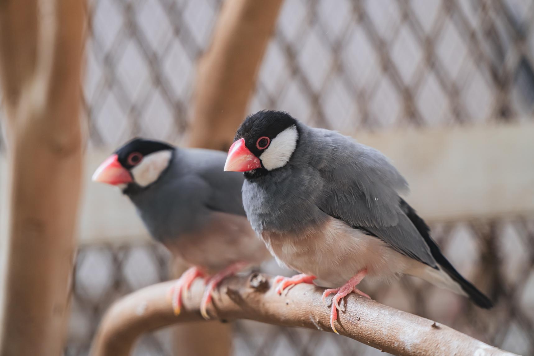 動物にも触れあえる。見たことない珍しい鳥も…-0