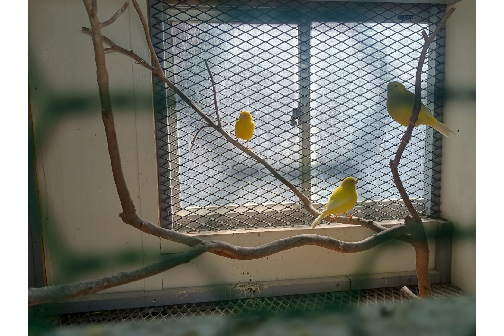 動物にも触れあえる。見たことない珍しい鳥も…-8