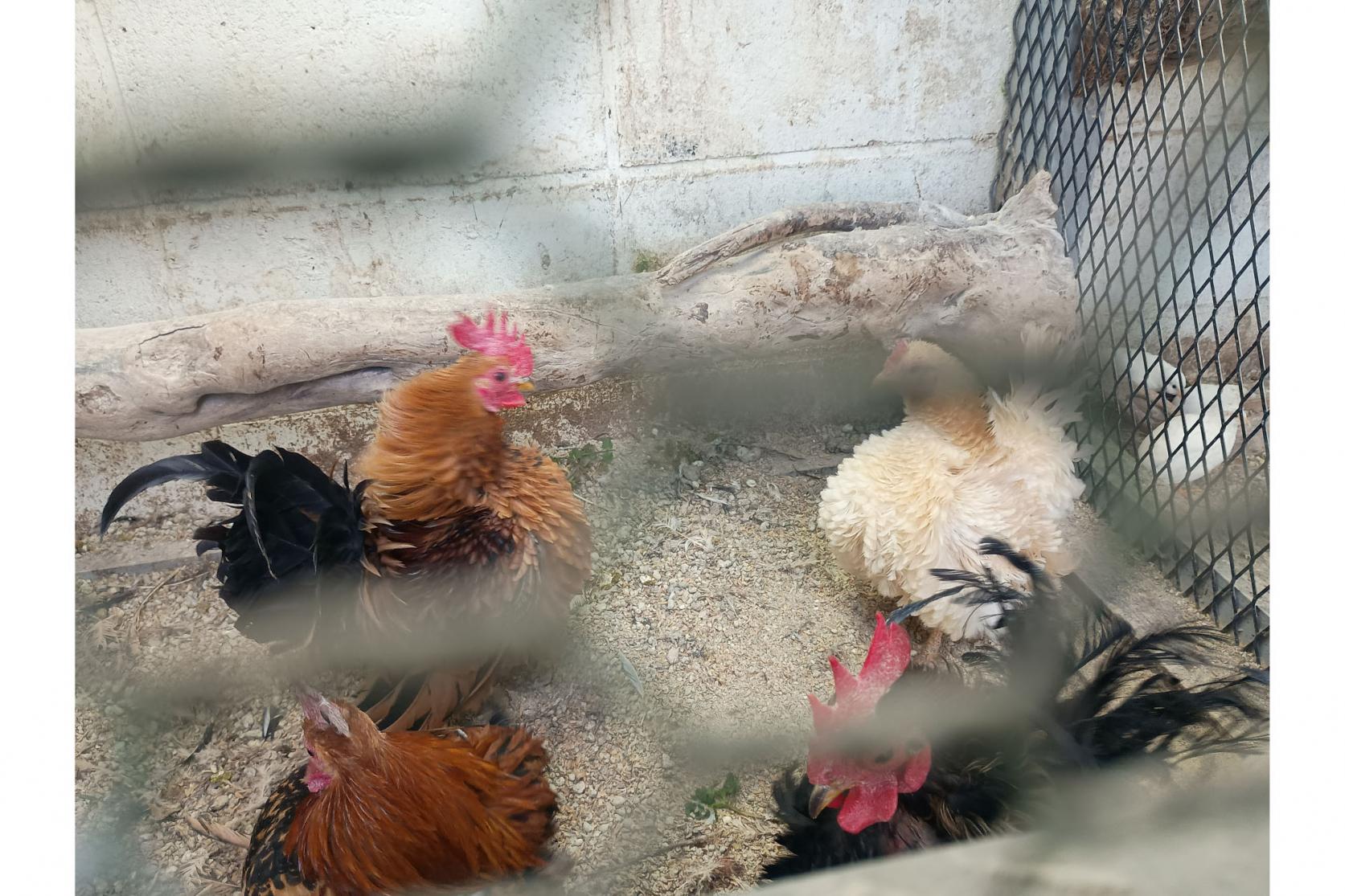 動物にも触れあえる。見たことない珍しい鳥も…-6