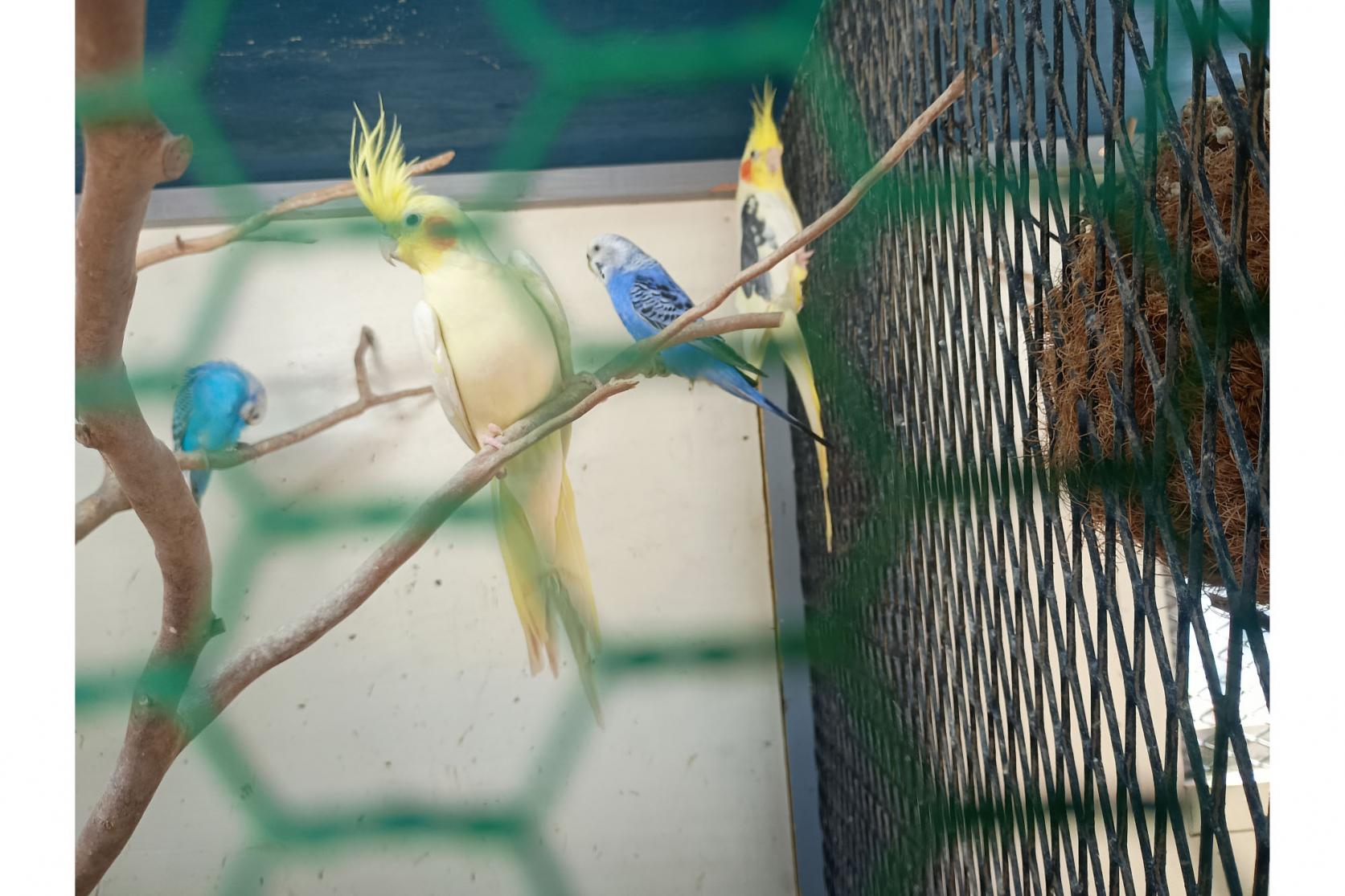 動物にも触れあえる。見たことない珍しい鳥も…-9