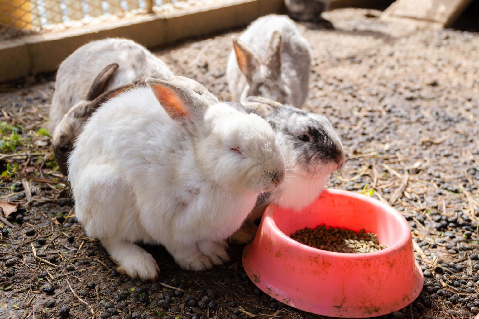 動物にも触れあえる。見たことない珍しい鳥も…-2