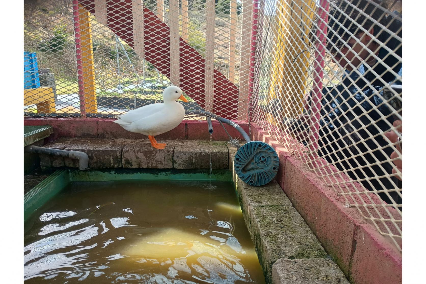 動物にも触れあえる。見たことない珍しい鳥も…-7