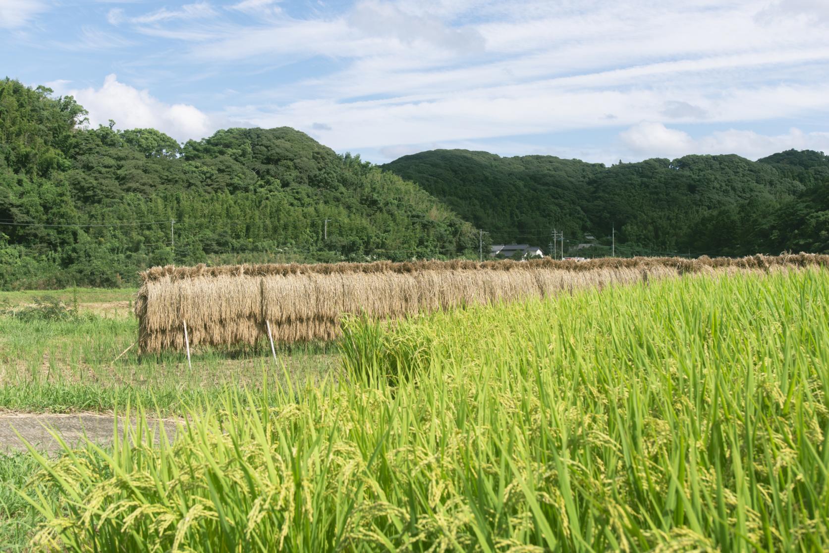 壱岐の地形とお米づくりの歴史-2