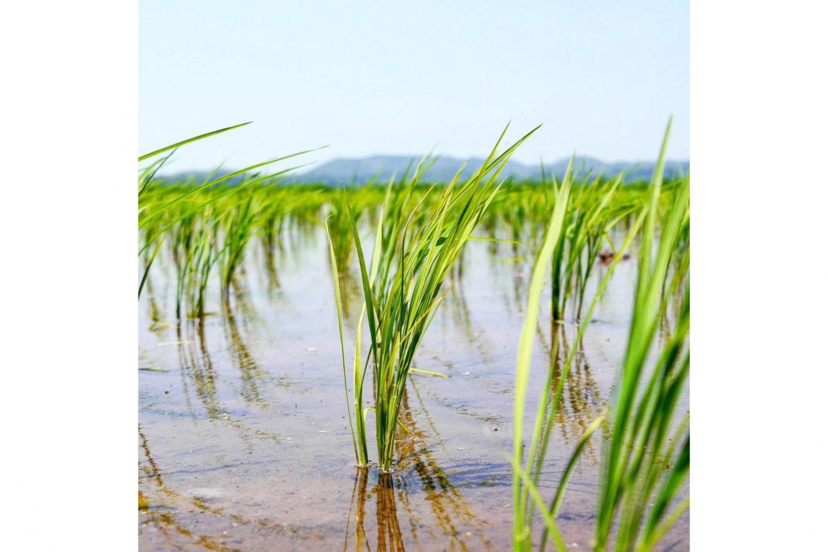壱岐の恵みはこうして始まる-2