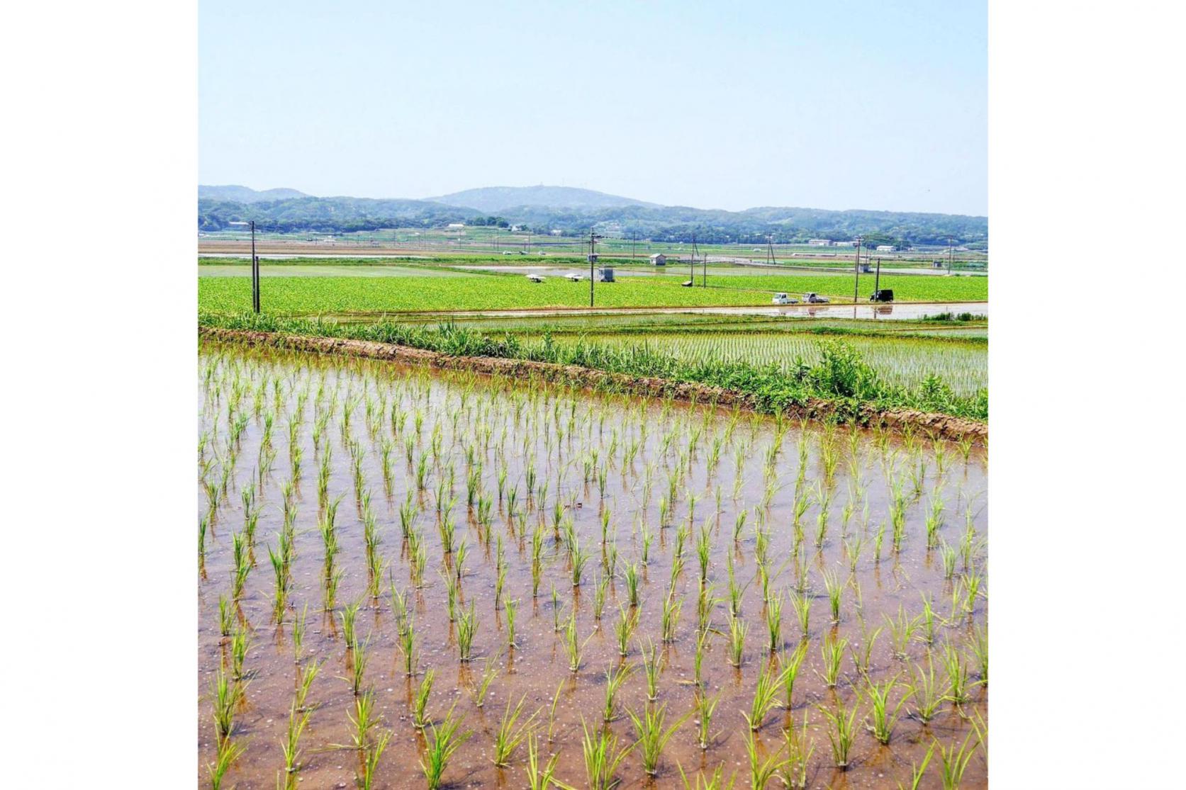 壱岐の恵みはこうして始まる-1