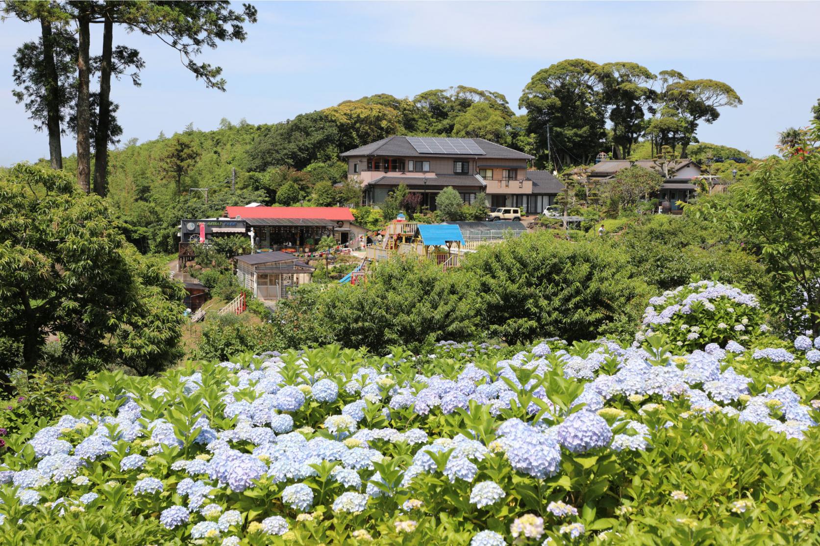 2. 壱岐あじさいパーク（勝本町）-1