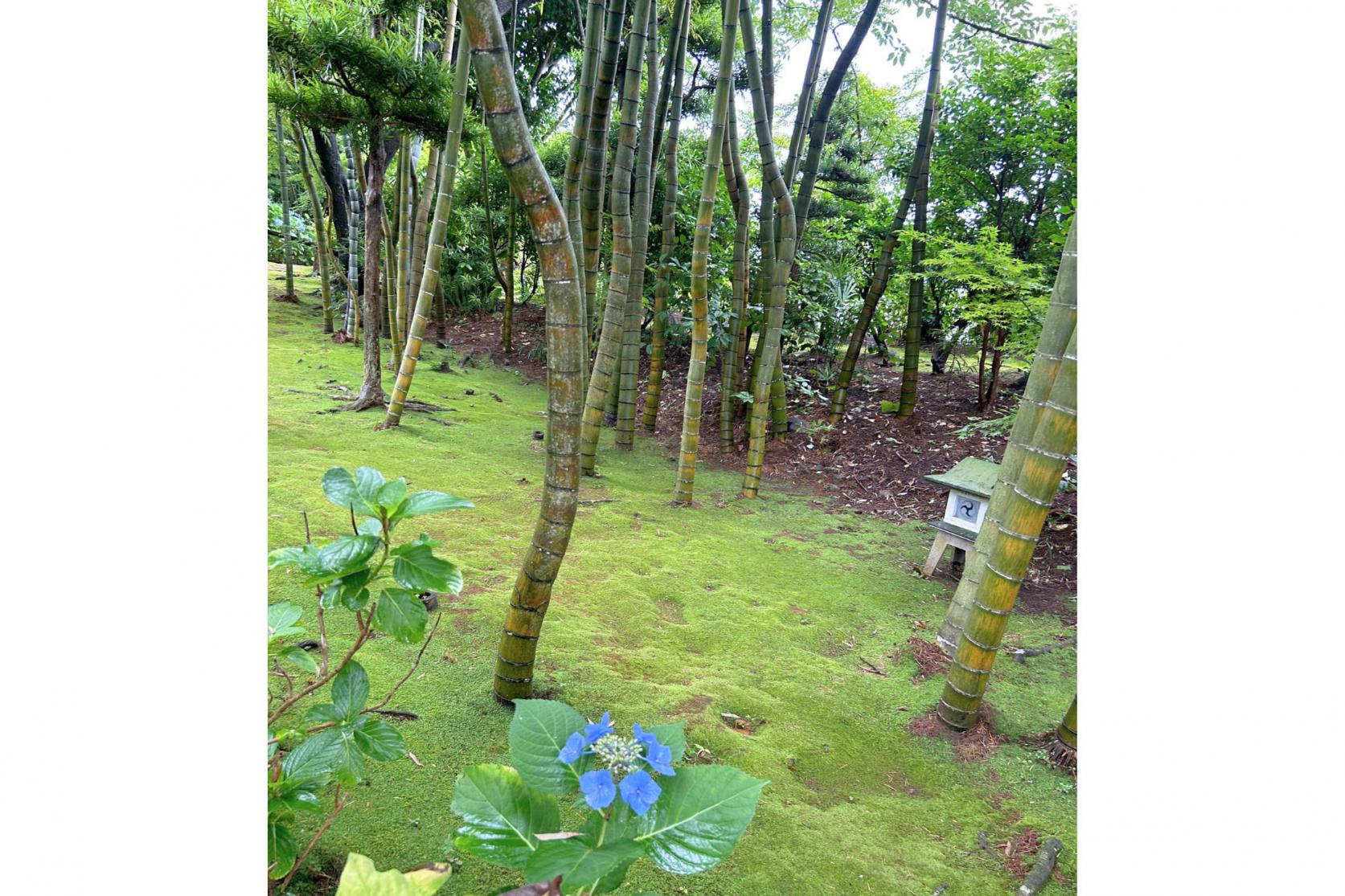 1. 紫陽花寺「西福寺」（石田町）-3