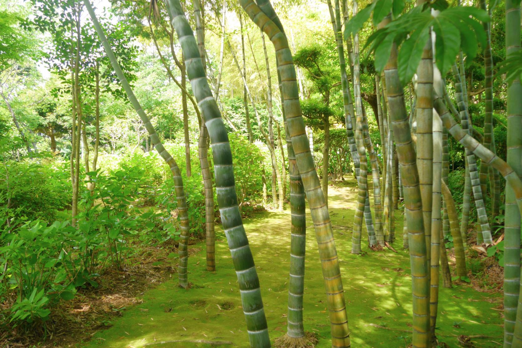 1. 紫陽花寺「西福寺」（石田町）-4