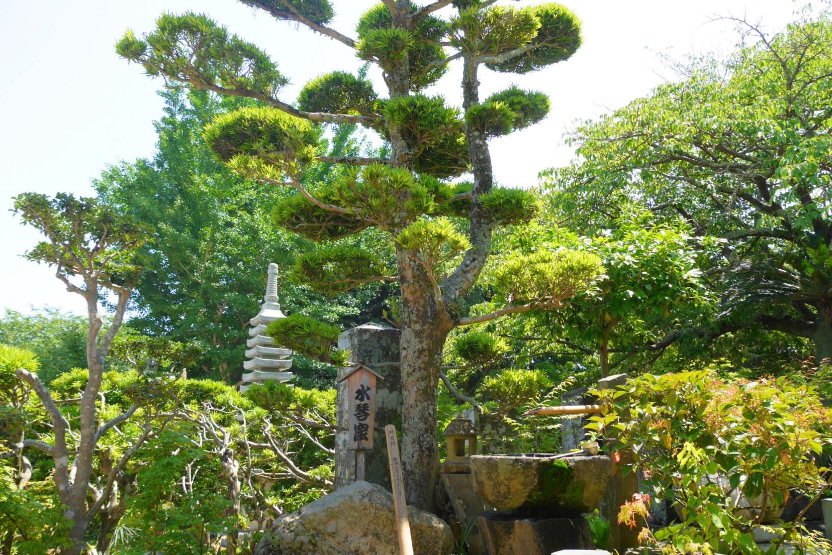 1. 紫陽花寺「西福寺」（石田町）-5