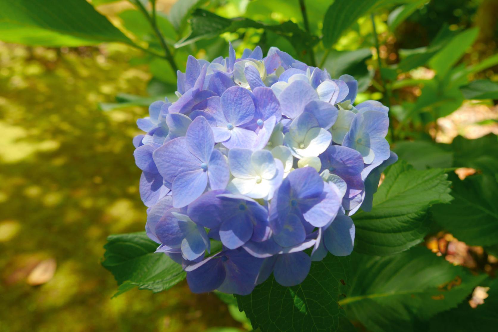 1. 紫陽花寺「西福寺」（石田町）-0
