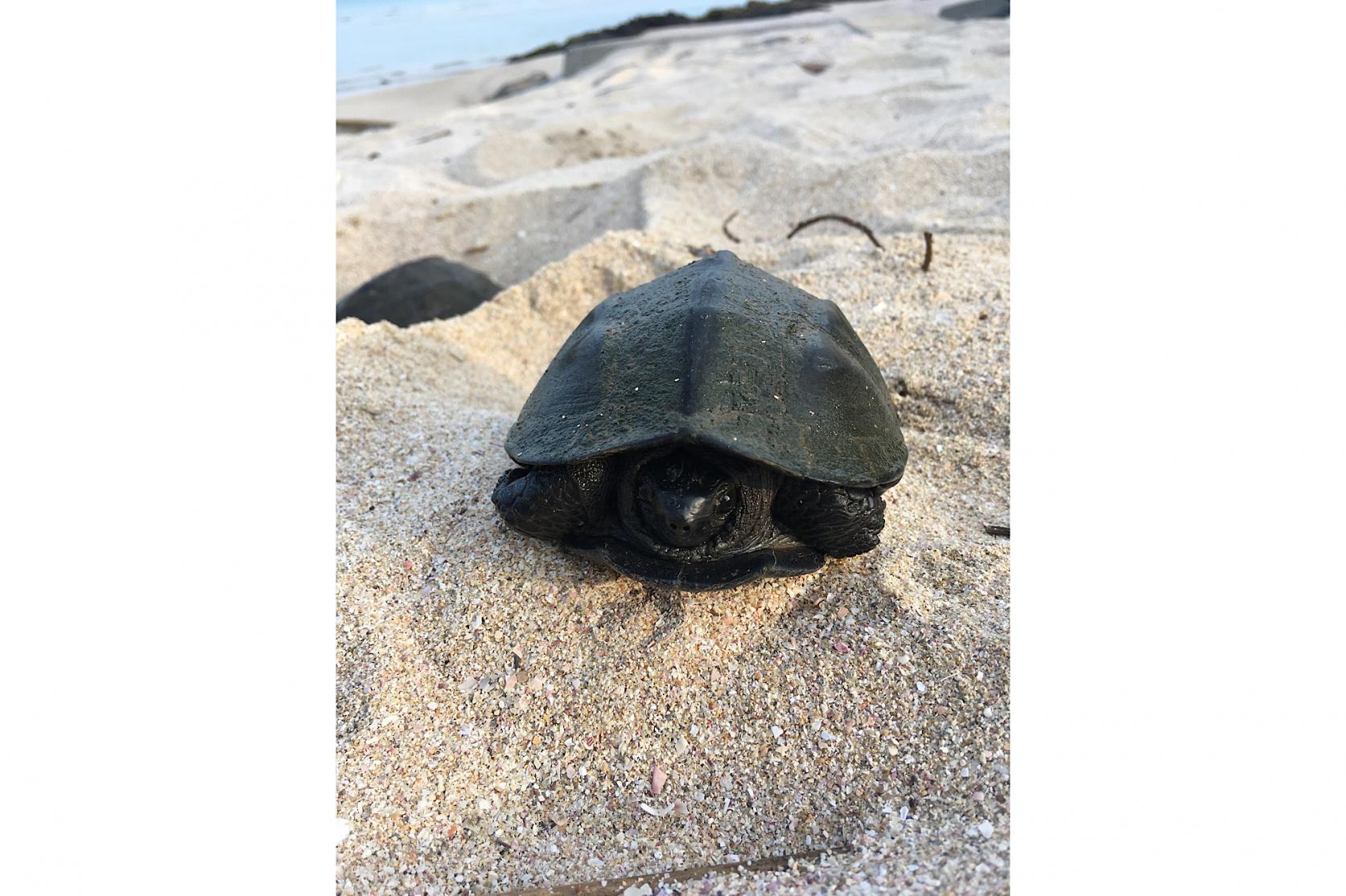 さまざまな生き物に出会う-0