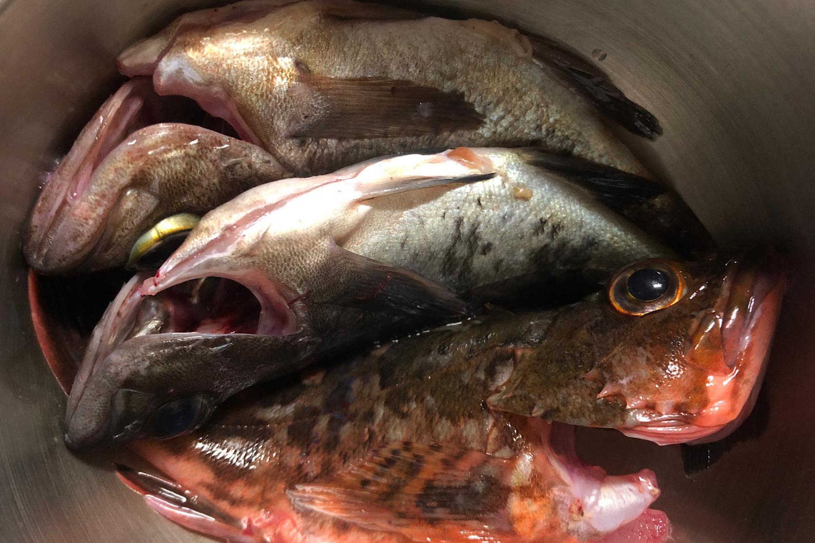 壱岐の海で釣れた魚たち-2