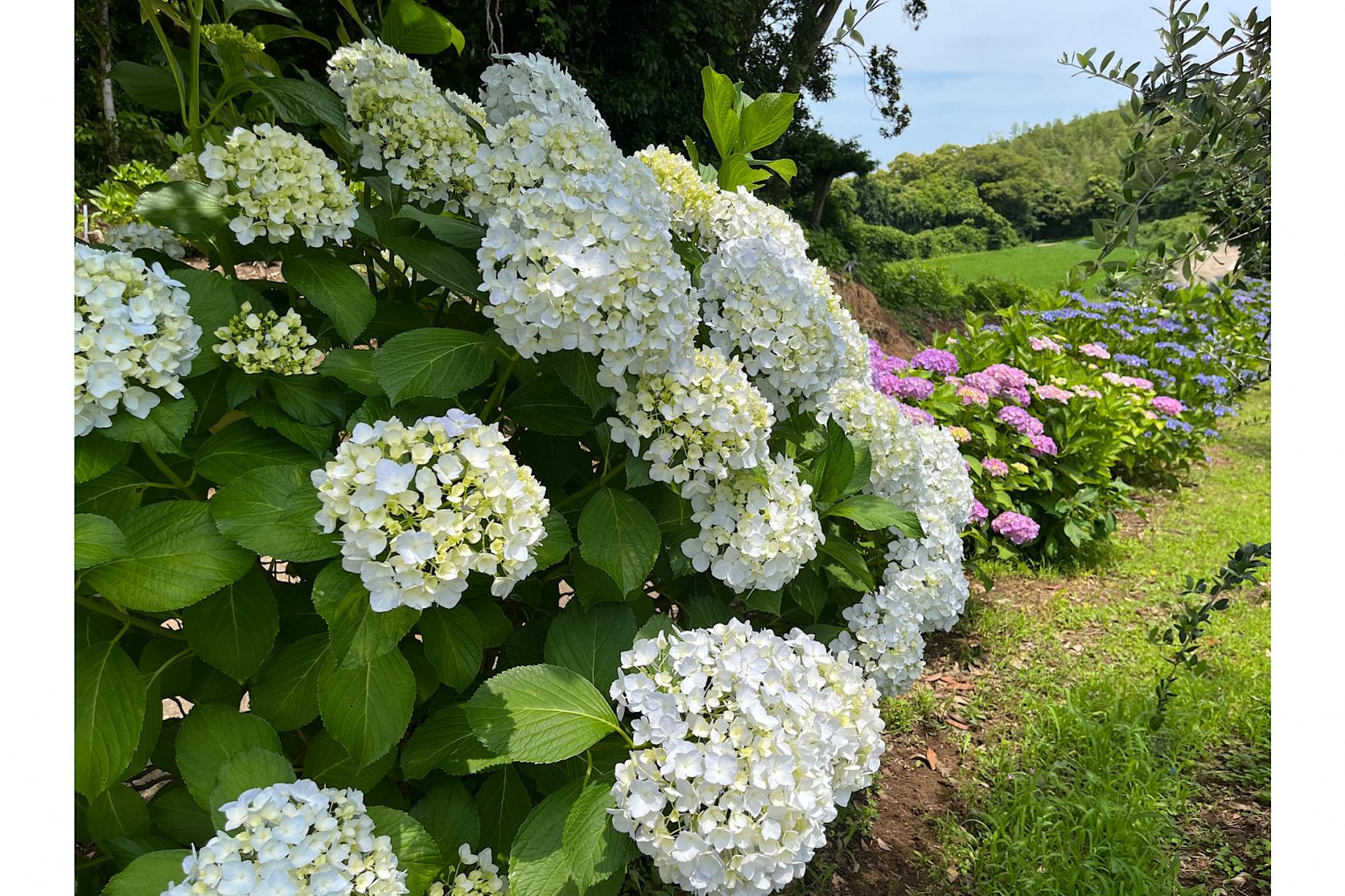 壮観！『観光農園 壱岐あじさいパーク』は楽しみ方いろいろ-1