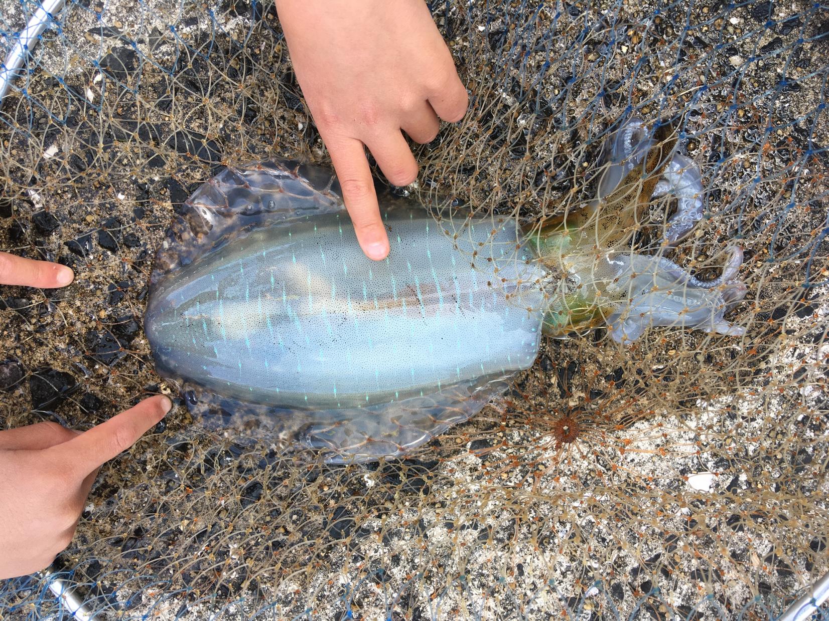 家族でイカ釣りに行ったとき