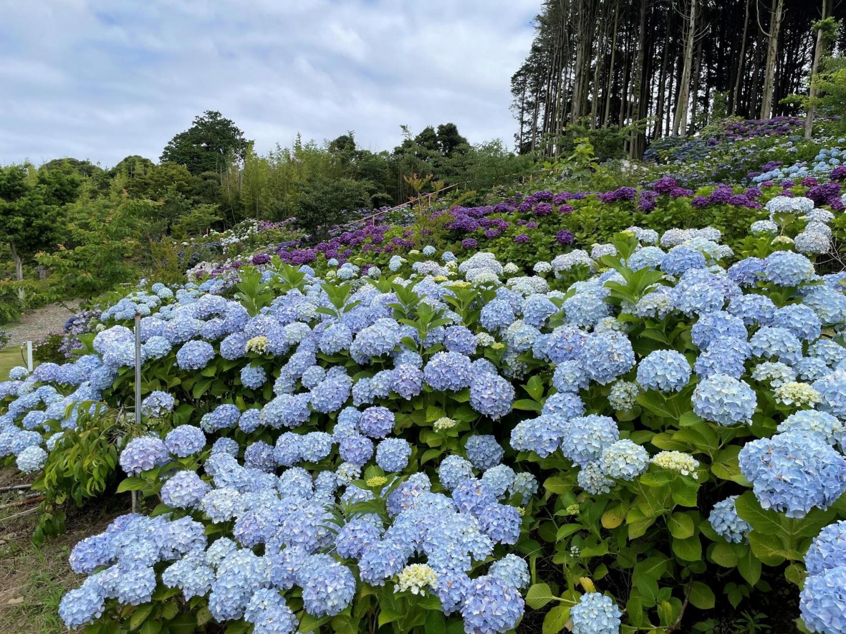 梅雨にはあじさい！鮮やかな花で心は晴れやかに！-1