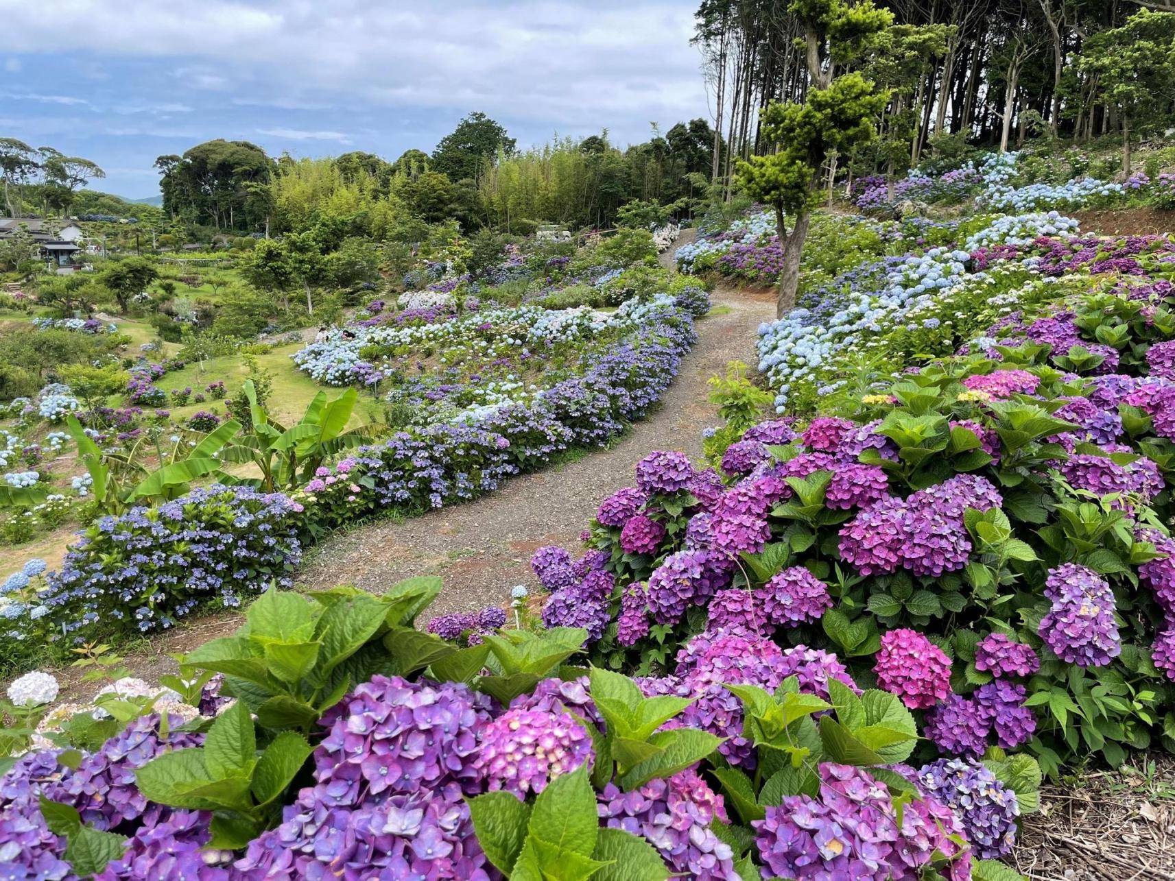 梅雨にはあじさい！鮮やかな花で心は晴れやかに！-2
