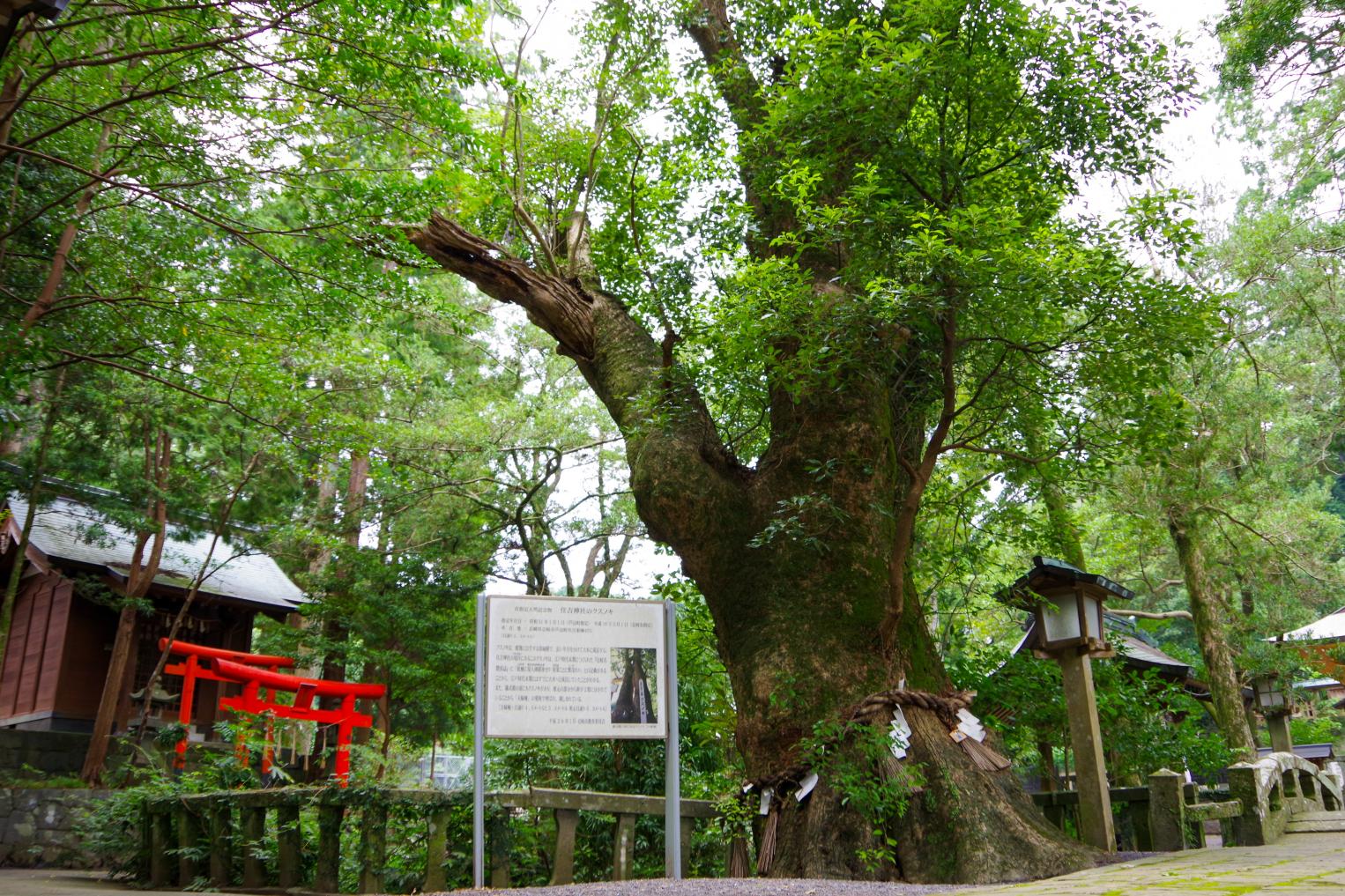 願い事を叶える「住吉神社」の夫婦楠-3