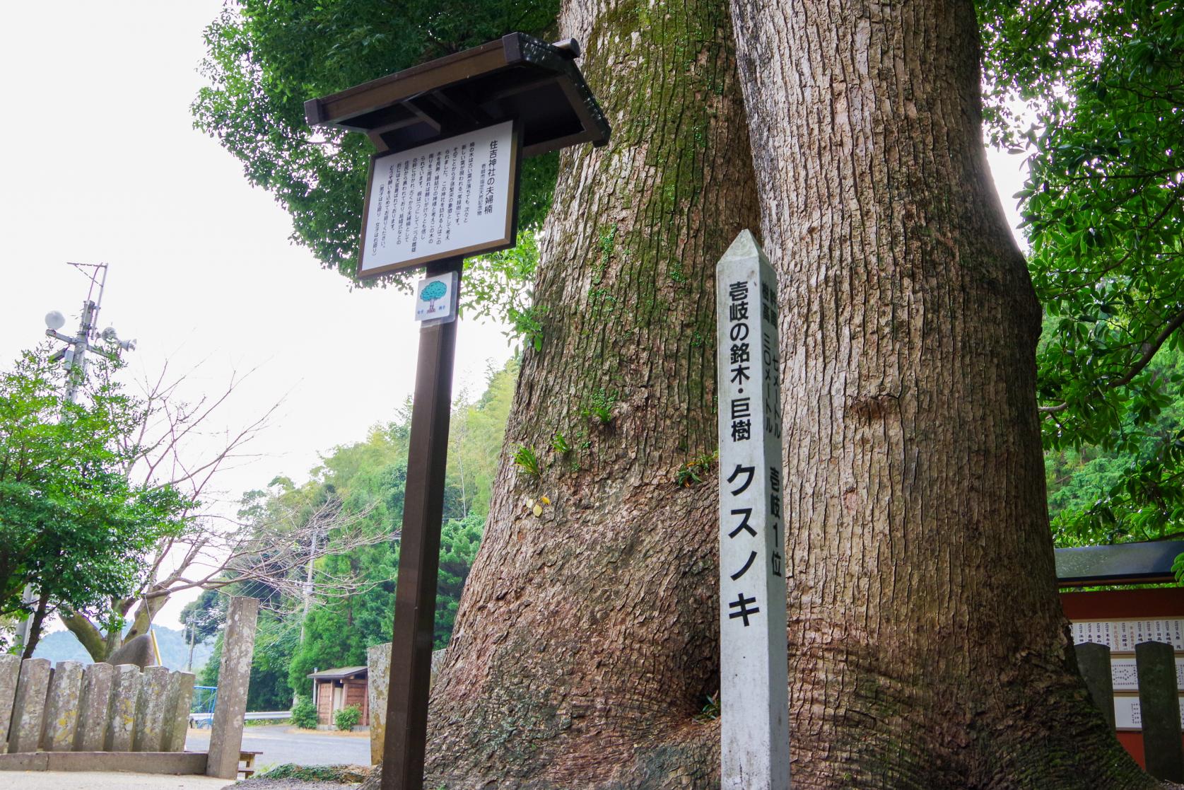 願い事を叶える「住吉神社」の夫婦楠-4