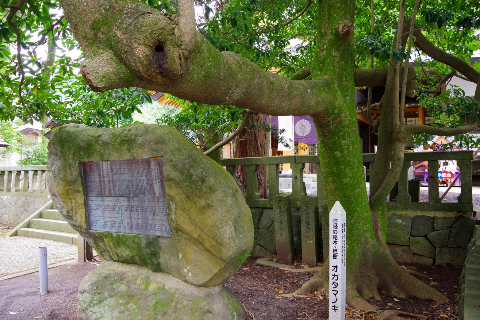 願い事を叶える「住吉神社」の夫婦楠-6