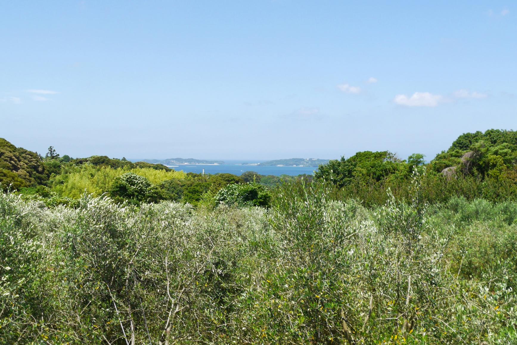 壱岐オリーブ園（郷ノ浦町）-1