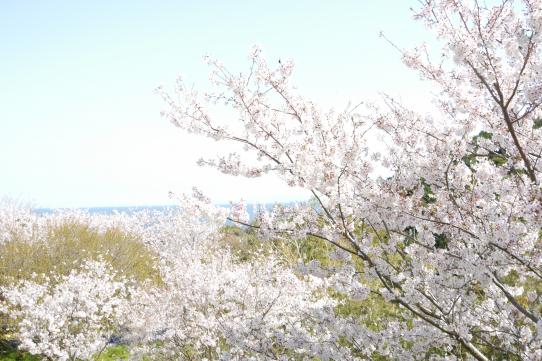 諸津観音白歯雪公園-6