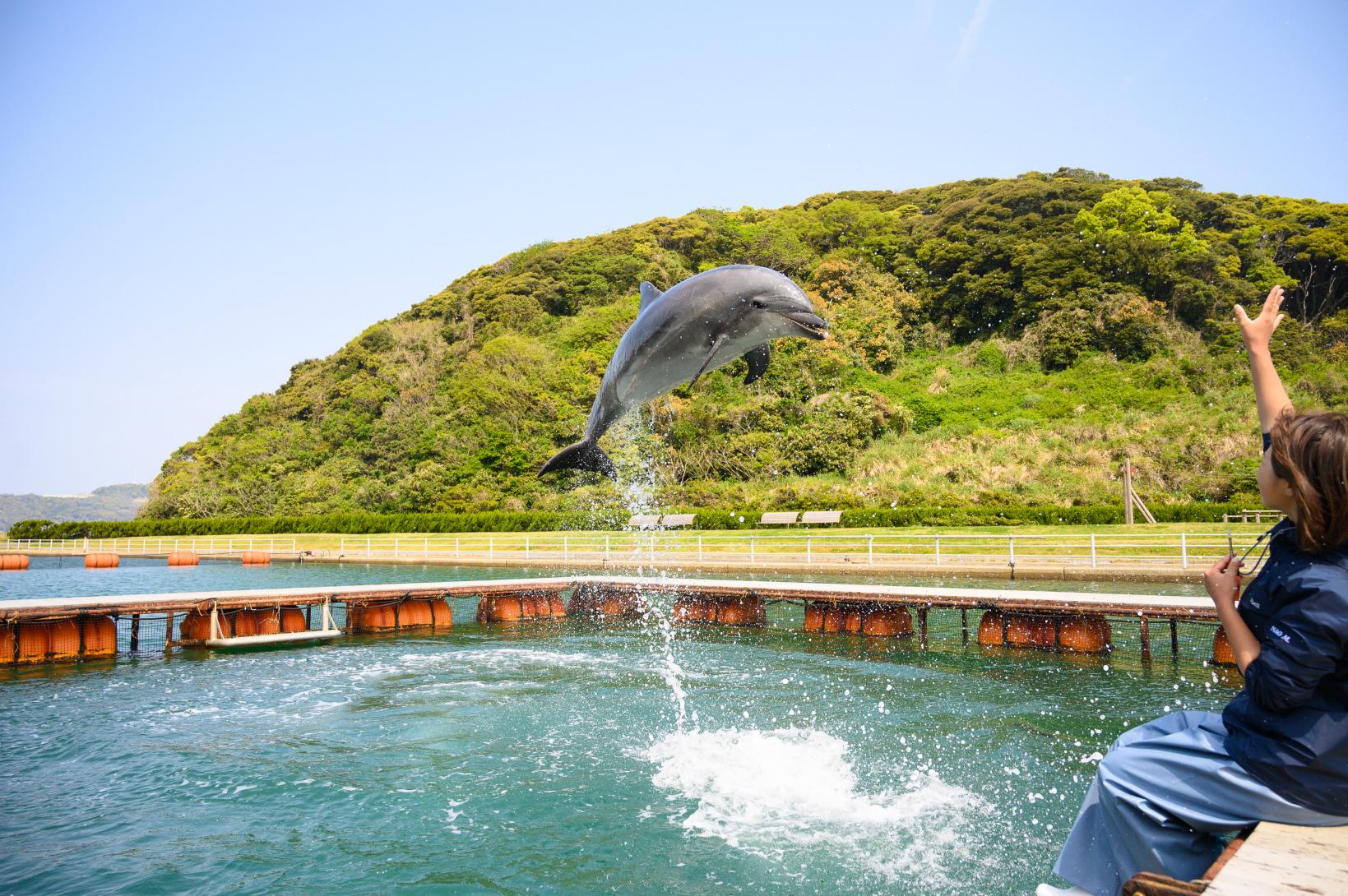 壹岐海豚公園＆度假村 學習海豚訓練師的知識和技術！