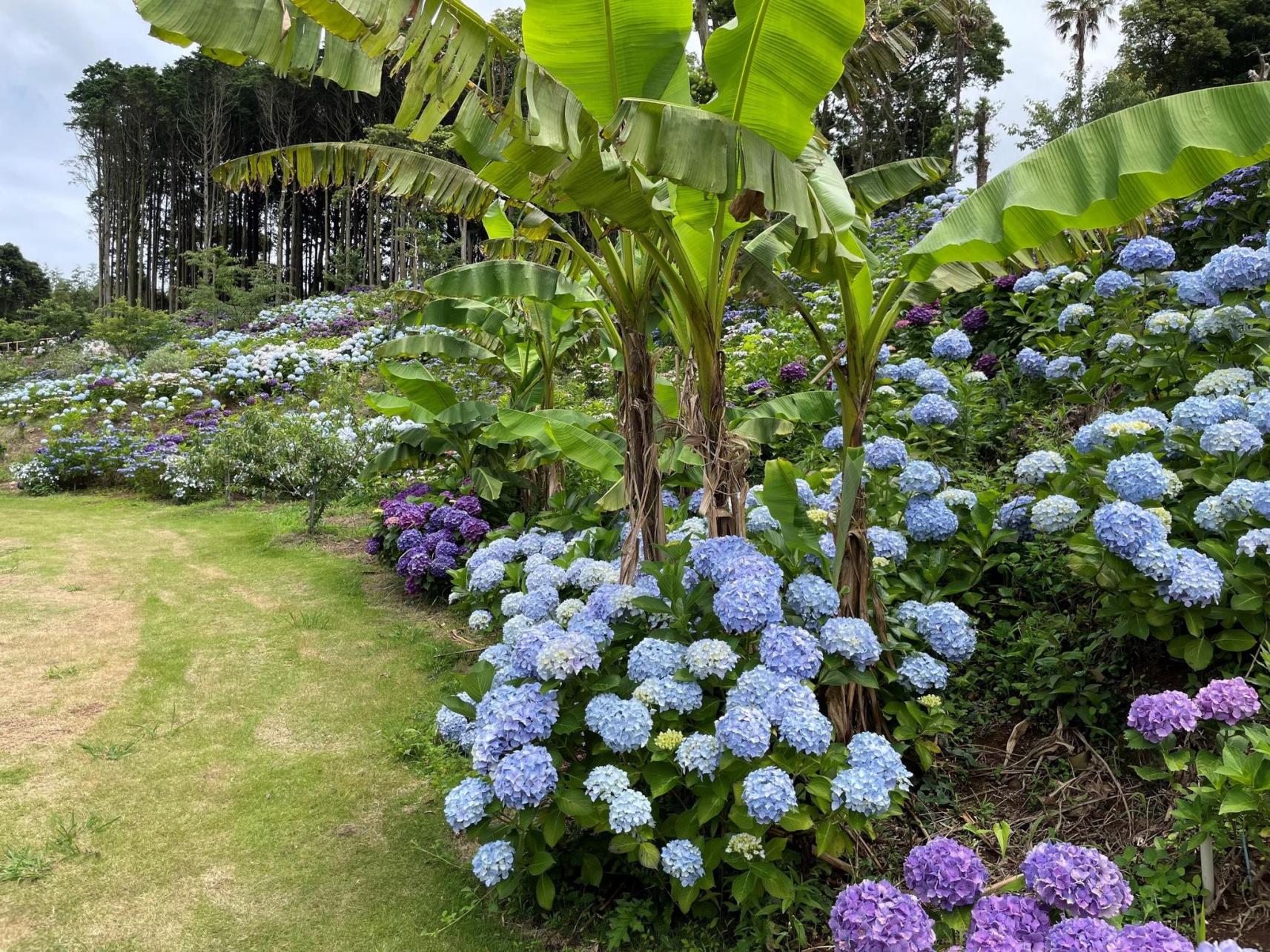 観光農園　壱岐あじさいパーク-1