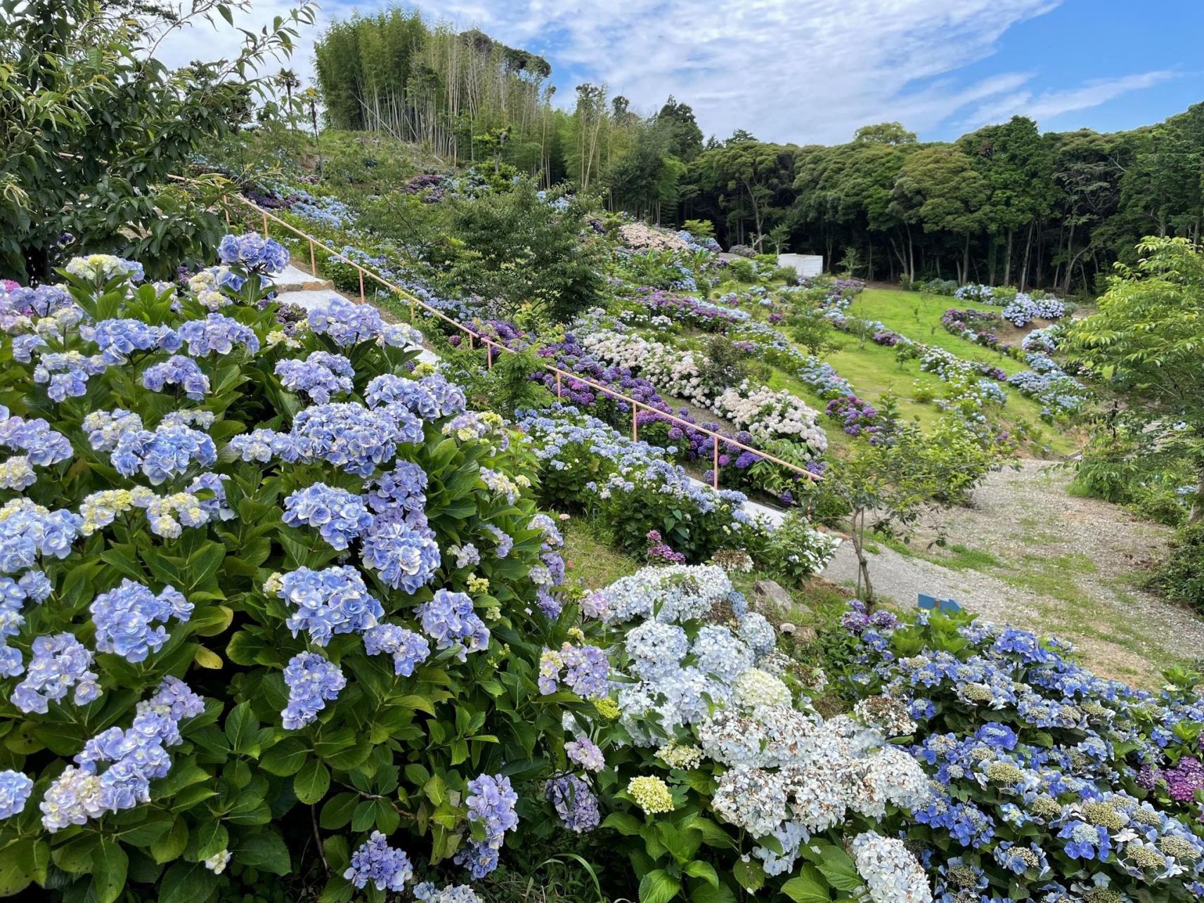 観光農園　壱岐あじさいパーク-3